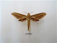 藏品(棕綠背線天蛾)的圖片